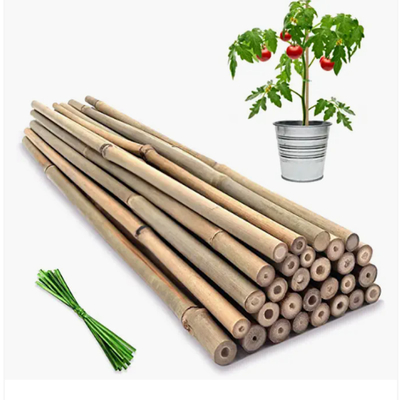Tiang Bambu Baris Moso Tebu Taruhan Tongkat Pertanian Mendukung Dekorasi Berkebun