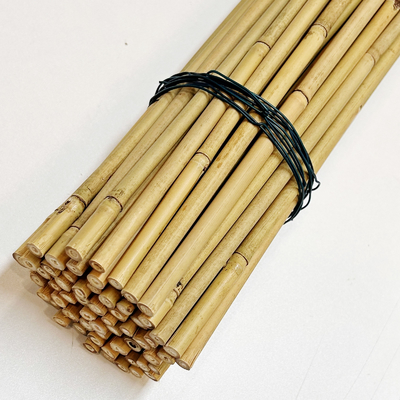 Tiang Bambu Baris Moso Tebu Taruhan Tongkat Pertanian Mendukung Dekorasi Berkebun